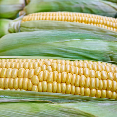 fresh corn closeup, natural background, strong bokeh