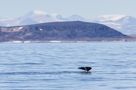 Adult bowhead whale (Balaena mysticetus) flukes up dive off the Cumberland Peninsula, Baffin Island, Nunavut, Canada 