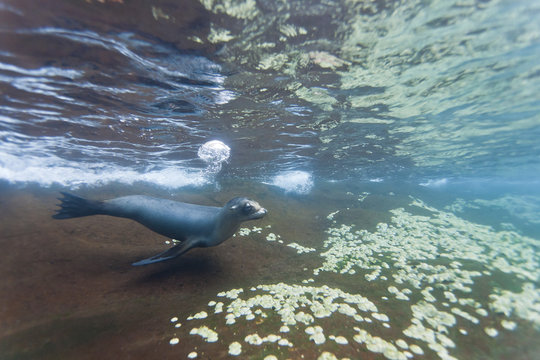 Galapagos sea lion (Zalophus wollebaeki) underwater, Guy Fawkes Islands, Galapagos Islands, Ecuador