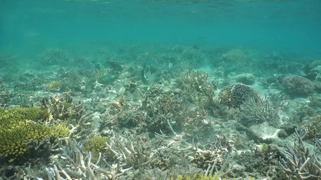 Tropical fish parrotfish feeding on a shallow seabed with some corals, South Pacific ocean, underwater scene, lagoon of Grande Terre island, New Caledonia

