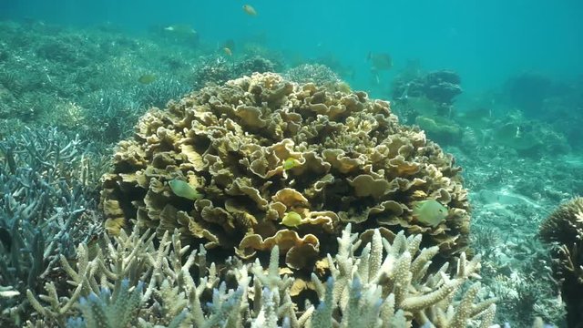 Leaf coral Pavona Sp. on a coral reef with tropical fish, motionless underwater scene, south Pacific ocean, New Caledonia
