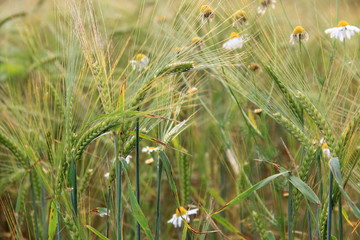 Large field of fresh wheat in countryside