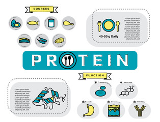 Infographic of sources, type and function of protein, flat line icon template medical vector illustration for education 
