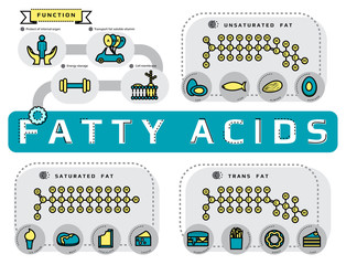 Infographic of sources, type and function of fatty acid, flat line icon template medical vector illustration for education 
