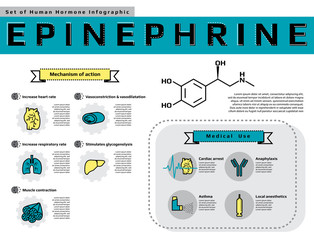 Set of human hormone "Epinephrine" infographic, medical line icon template vector illustration for education