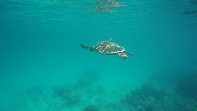 Underwater a green sea turtle swimming below water surface and goes to the surface to breathe, south Pacific ocean, lagoon of Grande Terre island, New Caledonia
