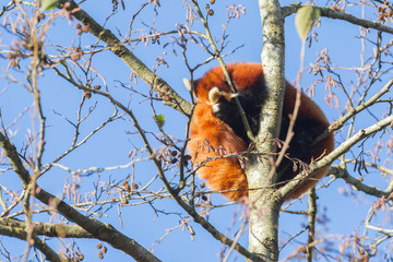 Red panda napping