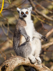 Fototapeta premium Ring-tailed lemur (Lemur catta)