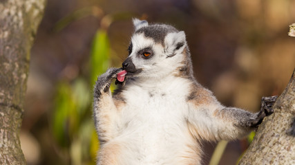 Ring-tailed lemur (Lemur catta)