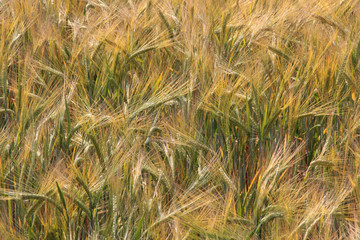 Large field of fresh wheat in countryside