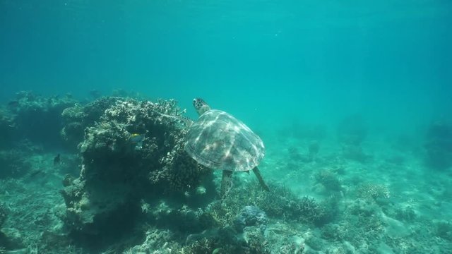 Underwater green sea turtle swims above corals, south Pacific ocean, New Caledonia
