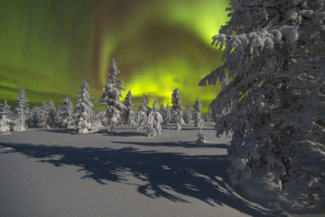 Northern Lights - Aurora borealis over snow-covered forest. Beautiful picture of massive multicoloured green vibrant Aurora Borealis, Aurora Polaris, also know as Northern Lights in the night sky 