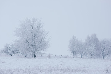 Fototapeta na wymiar forest in snow
