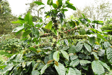 Coffee beans ripening on a tree.
