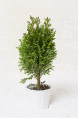 The living fir tree is in a pot. The tree stands on the white carpet with snow. 