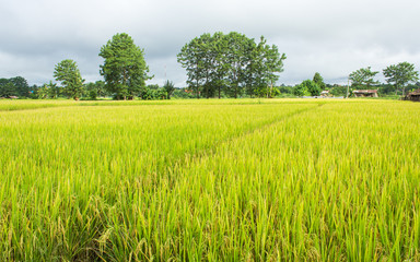 Fototapeta premium Rice field
