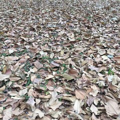 Leaves full ground

