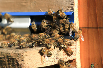 Swarm of bees working in the hive. Wild nature group insect