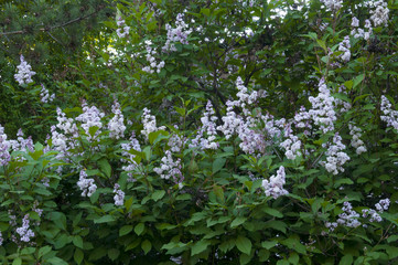 Big bushes of a lilac