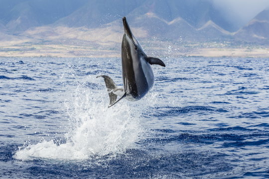 Hawaiian spinner dolphin (Stenella longirostris), AuAu Channel, Maui, Hawaii 