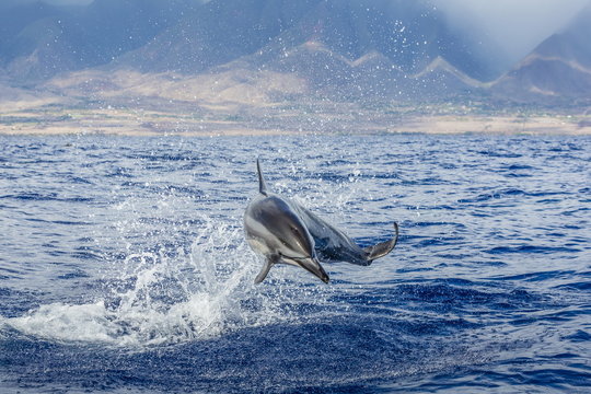 Hawaiian spinner dolphin (Stenella longirostris), AuAu Channel, Maui, Hawaii 