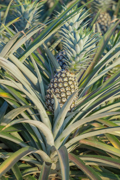 Pineapple plant, tropical fruit growing in a farm
