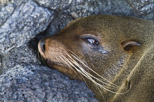 Galapagos fur seal (Arctocephalus galapagoensis), Puerto Egas, Santiago Island, Galapagos Islands, Ecuador