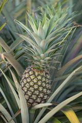 Pineapple plant, tropical fruit growing in a farm