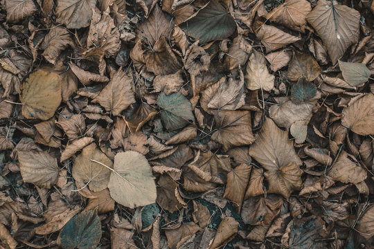 Dry, fallen leaves lie on the ground in the autumn on the nature