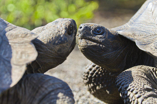 Wild Galapagos tortoise (Geochelone elephantopus), Urbina Bay, Isabela Island, Galapagos Islands, Ecuador