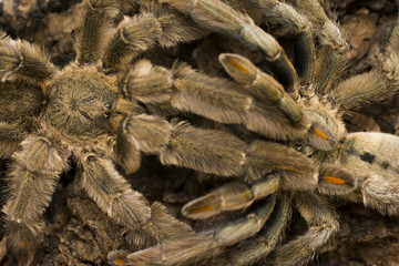 Mating of tarantulas, trinidad chevron (Psalmopoeus cambridgei) © wawritto