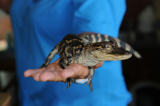Baby alligator, Louisiana 