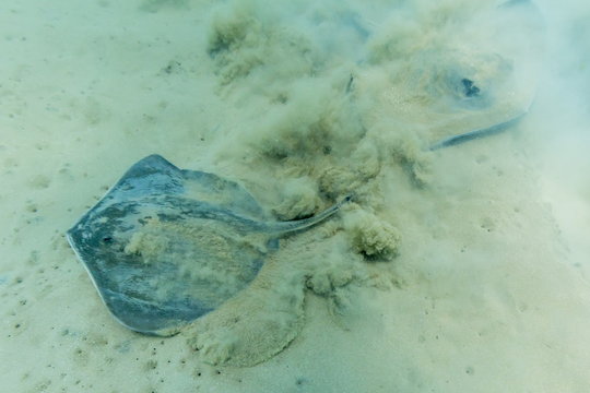 Stingray (Dasyatis spp,) on the shallow sandy bottom at Bartolome Island, Galapagos Islands, Ecuador 