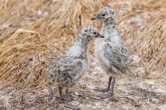 Red-billed gull chicks (Chroicocephalus scopulinus), near Dunedin, South Island, New Zealand
