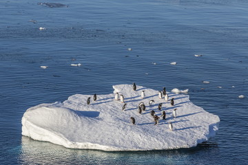 Adult gentoo penguins (Pygoscelis papua) on ice floe in the Errera Channel, Antarctica, Southern Ocean
