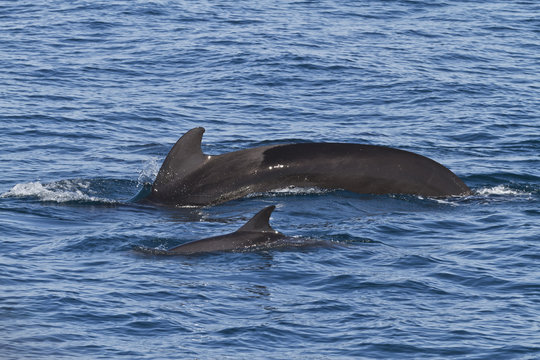 Short-finned pilot whale (Globicephala macrorhynchus) and bottlenose dolphin (Tursiops truncatus), Isla San Pedro Martir, Gulf of California (Sea of Cortez), Baja California Norte, Mexico