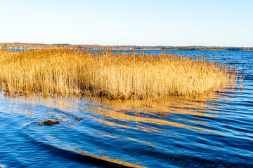 Dry and yellow reed bed in the sea in winter.