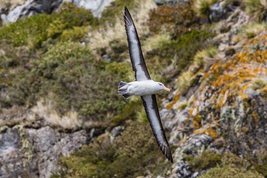 Adult black-browed Albatross (Thalassarche melanophrys), Wildlife Conservation Society Preserve of Karukinka, Strait of Magellan, Chile