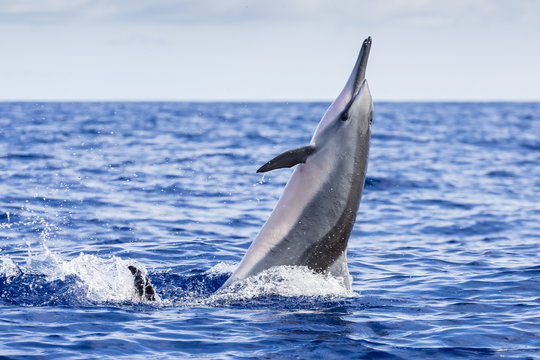 Hawaiian spinner dolphin (Stenella longirostris), AuAu Channel, Maui, Hawaii 