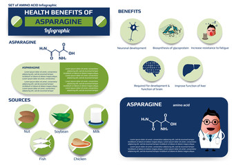 Health benefits of asparagine (amino acid) infographic,supplement and nutrition vector illustration