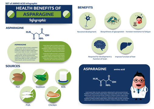 Asparagin Bilder Durchsuchen 1,812 Archivfotos, und