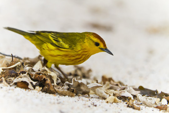 Adult yellow warbler (Dendroica petechia aureola), Santiago Island, Galapagos Islands, UNESCO World Heritge Site, Ecuador