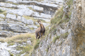 Camoscio in montagna