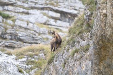 Camoscio in montagna