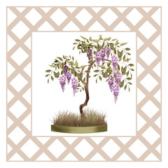 Bonsai potted tree with flowers of wisteria glicinia isolated