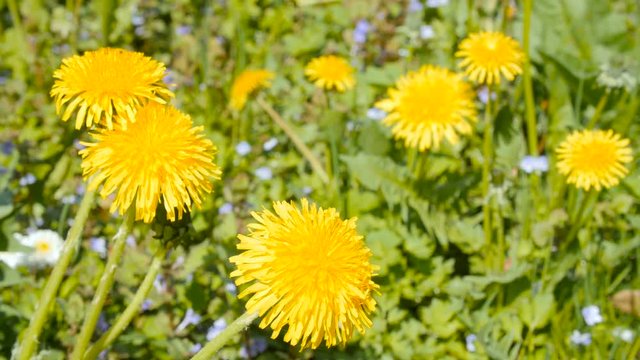 Yellow dandelions trembling in the wind close up shot.