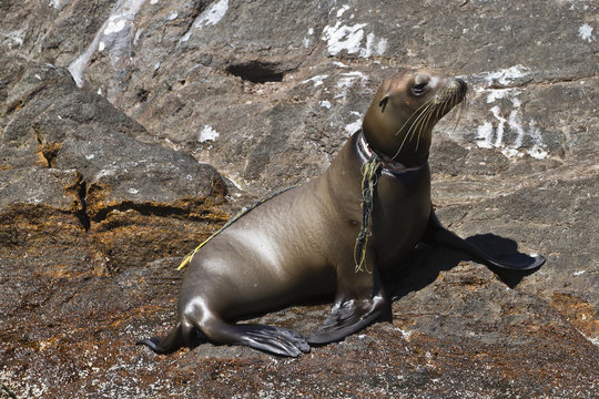 California sea lion pup (Zalophus californianus) entangled in net, Los Islotes, Baja California Sur, Gulf of California (Sea of Cortez), Mexico