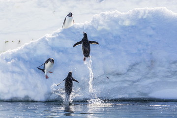 Adult gentoo penguins (Pygoscelis papua) leaping onto ice in Mickelson Harbor, Antarctica, Southern Ocean