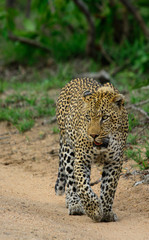 Leopard, Sabi Sand Game Reserve, South Africa