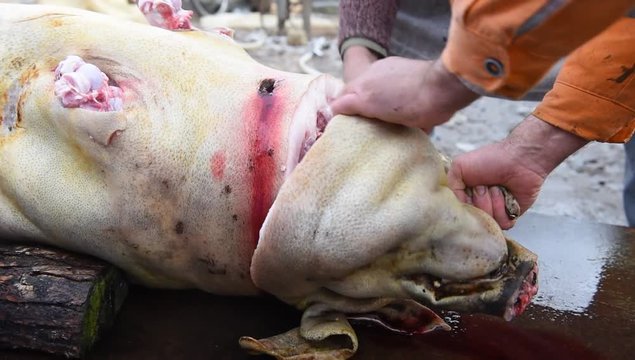 Slaughter man is cutting off the head of the slaughtered pig